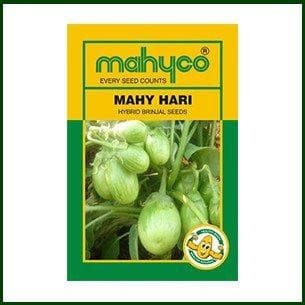 MAHY HARI-115 BRINJAL