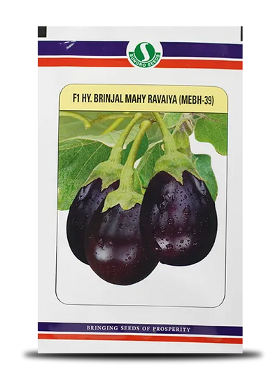 MAHY RAVAIYA MEBH-39 BRINJAL