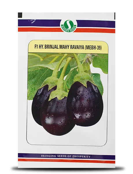 MAHY RAVAIYA MEBH-39 BRINJAL