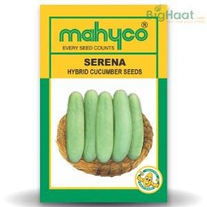 MAHY SERENA CUCUMBER