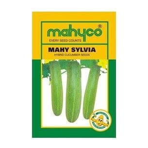 MAHY SYLVIA CUCUMBER