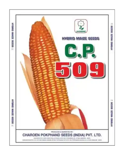 MAIZE 509 HYBRID - CP SEEDS, MAIZE KE BEEJ