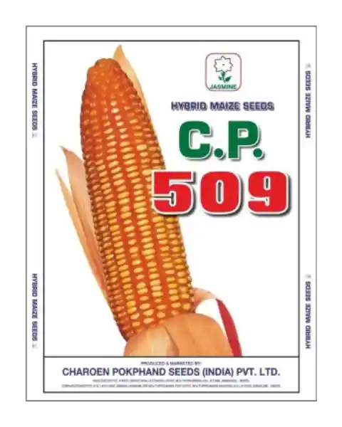 MAIZE 509 HYBRID - CP SEEDS, MAIZE KE BEEJ