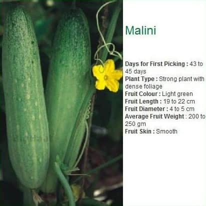 SEMINIS MALINI CUCUMBER SEEDS, LIGHT GREEN COLOUR FRUIT & HIGH YIEDLING