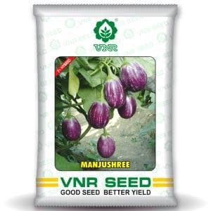 Manjushree F1 Hybrid Brinjal Seeds