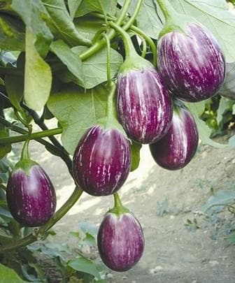 Manjushree F1 Hybrid Brinjal Seeds