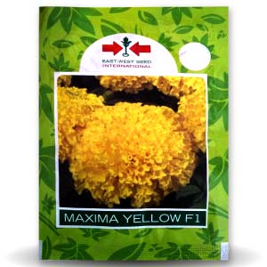 MAXIMA YELLOW MARIGOLD