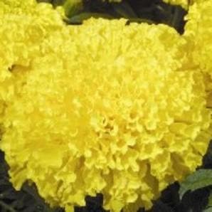 MAXIMA YELLOW MARIGOLD