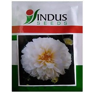 INDUS BIJILEE SHUBHRA SNOW WHITE SEEDS