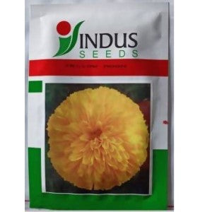 INDUS BIJILEE YELLOW MOON SEEDS