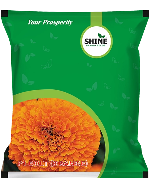 SHINE BOLT ORANGE F1 MARIGOLD SEEDS