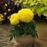 SAKATA F1 HYBRID YELLOW (307) MARIGOLD SEEDS