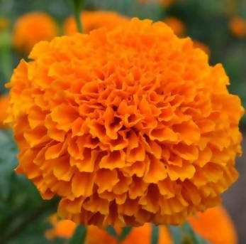 JAVA MARIGOLD ORANGE 109 F1 HYBRID SEEDS