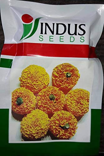 INDUS MARIGOLD PUSHPARAJ ORANGE SEEDS