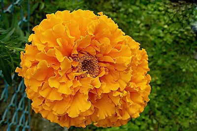 INDUS MARIGOLD PUSHPARAJ ORANGE SEEDS