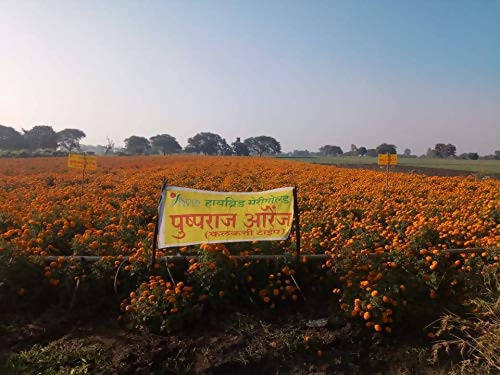 INDUS MARIGOLD PUSHPARAJ ORANGE SEEDS