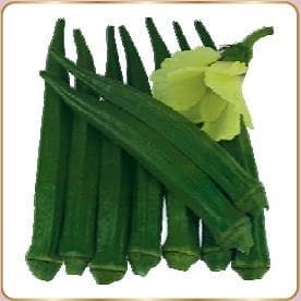 MARVEL BHENDI (OKRA) ( मार्वल भिंडी )