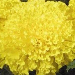 YELLOW MAX 2 MARIGOLD