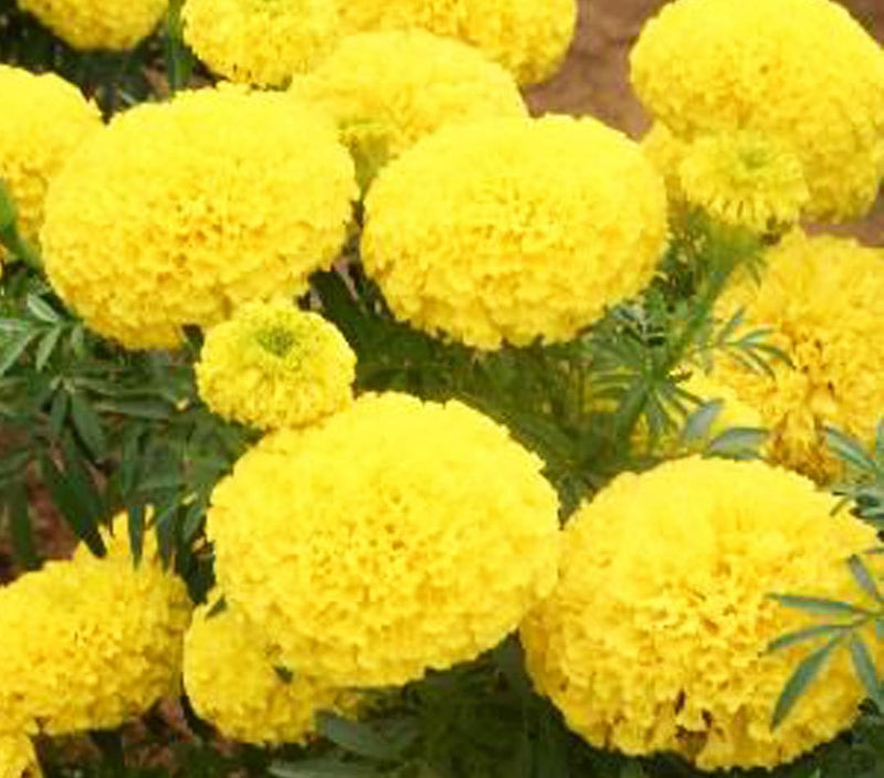 YELLOW MAX 2 MARIGOLD