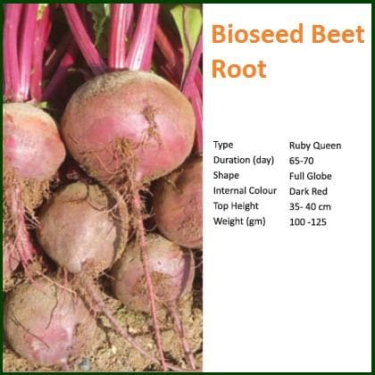 MAX BEET ROOT SEEDS