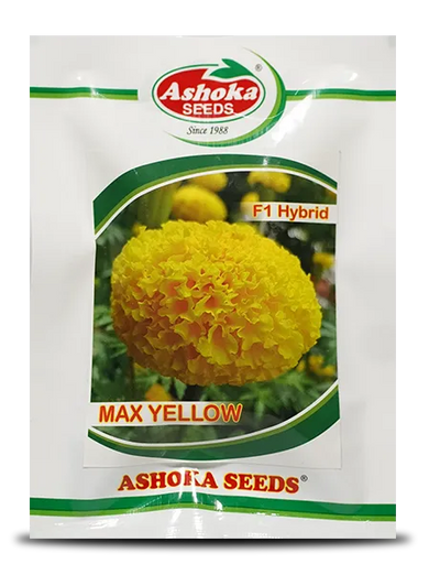 MAX YELLOW MARIGOLD