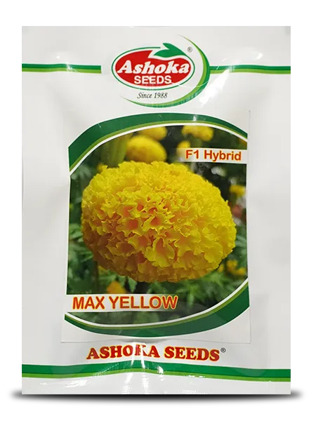 MAX YELLOW MARIGOLD