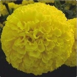 MAX YELLOW MARIGOLD