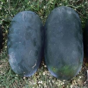 MAXX F1 HYBRID WATERMELON SEEDS