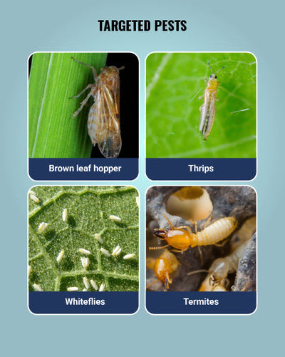 Media Insecticide