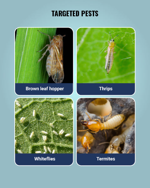 Media Insecticide