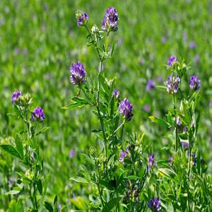 PIONEER AGRO MEDICAGO SATIVA(ALFALFA) KUTHIRAIMASAL SEED