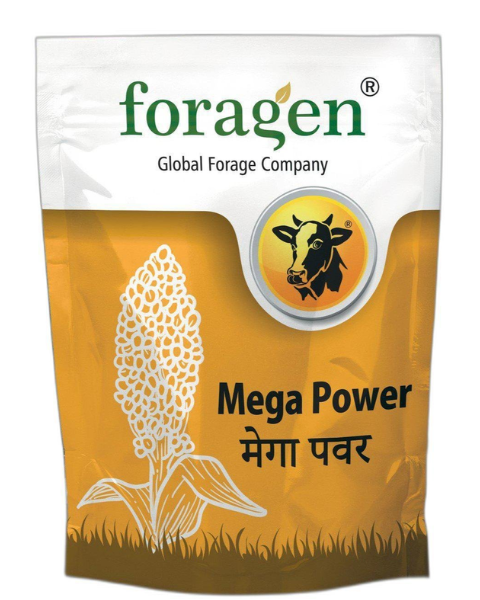 Mega Power - Fodder Sorghum seeds