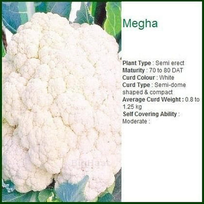 MEGHA CAULIFLOWER SEEDS