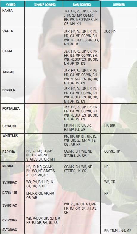 MEGHA CAULIFLOWER SEEDS