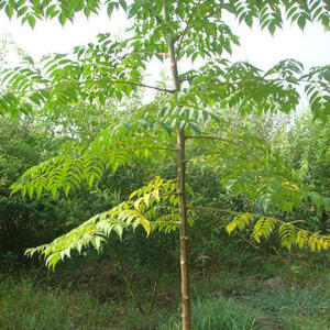 PIONEER AGRO MELIA DUBIA (MALAIVEMBU TREE SEED)