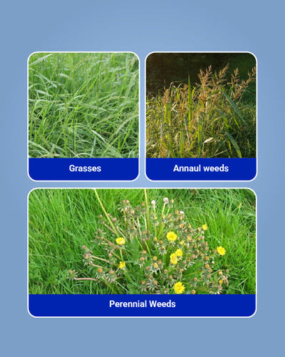 Mera 71 Herbicide