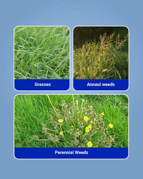 Mera 71 Herbicide