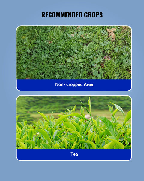 Mera 71 Herbicide