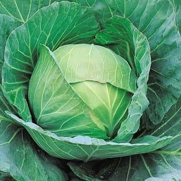 MIGHTY CABBAGE F1