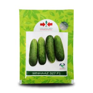 MINHAAZ F1 CUCUMBER