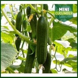 MINI WONDER CUCUMBER