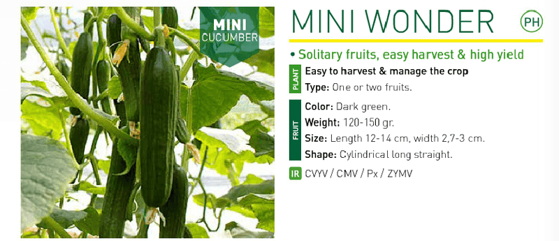 MINI WONDER CUCUMBER