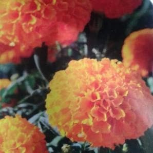 MISSILE ORANGE MARIGOLD SEEDS