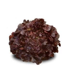 MONDAI RZ (83-40) OAK LETTUCE