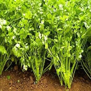 INDAM MULTICUT CORIANDER