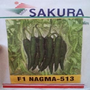 NAGMA F1 CHILLI