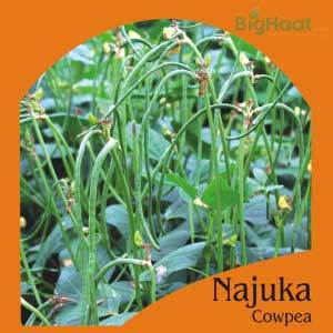 NAJUKA COWPEA BUSH (BEAN) (OP)