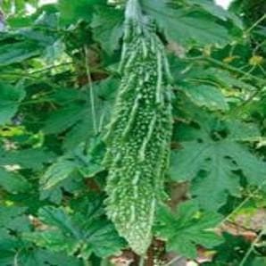 NS 1024 F1 Hybrid Bitter Gourd Seeds