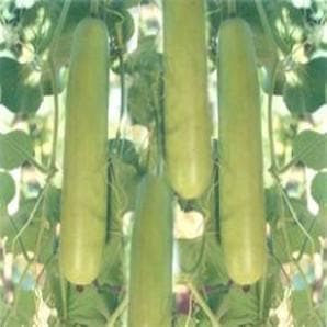 Kaveri F1 Hybrid Bottle Gourd Seeds