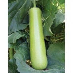 NS 439 BOTTLE GOURD ( एन एस 439 लौकी )